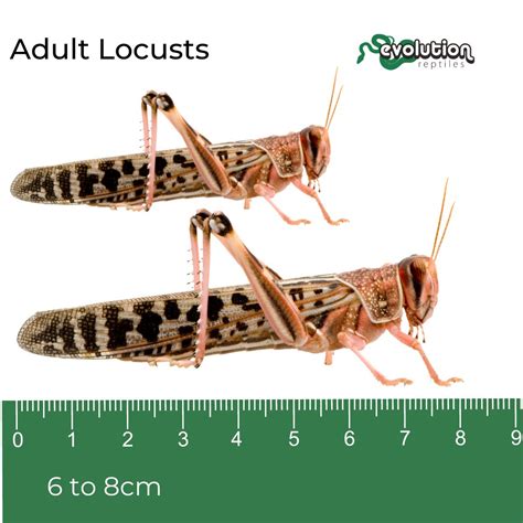 how big is a locust.